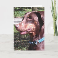 Pinscher Doberman Rouge