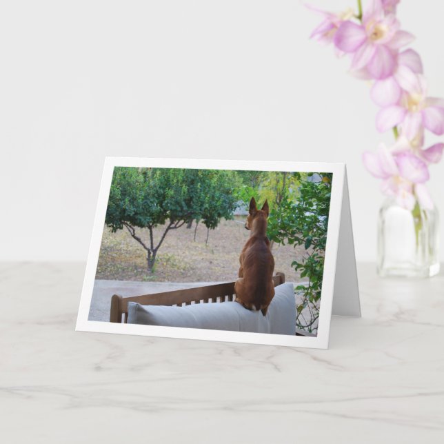 Carte Pinscher miniature assis sur un banc (Orchidée)