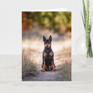 Carte Pinscher Nain Assis