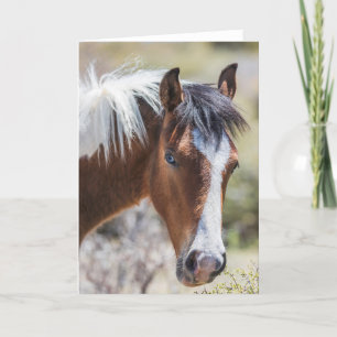 Carte Pinto Filly sauvage