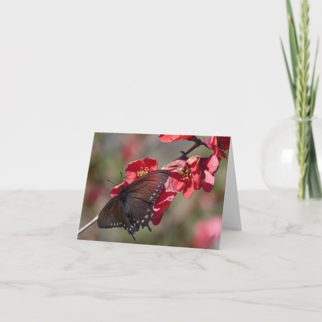 Carte Pipevine Swallowtail Card (Devant)