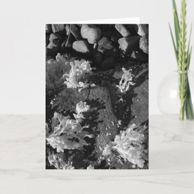 Carte Piscine marémotrice du Maine (Devant)