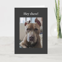 Pit Bull Hé là-bas
