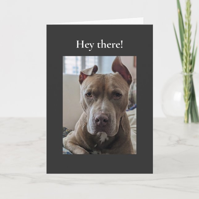 Carte Pit Bull Hé là-bas (Devant)