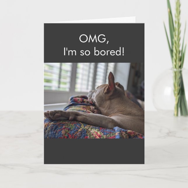 Carte Pit Bull OMG je m'ennuie tellement (Devant)