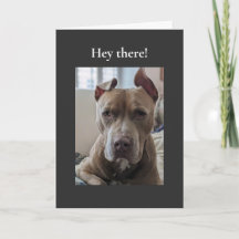 Pit Bull Salut