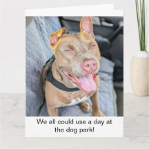 Pit Bull souriant, prenez ça cool