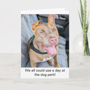 Carte Pit Bull Sourire Prenez les choses calmement