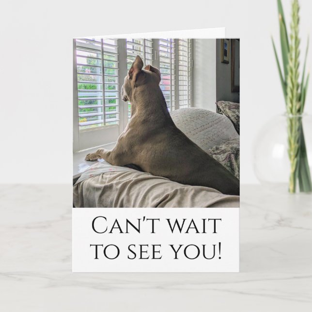 Carte Pit Bull va te voir (Devant)