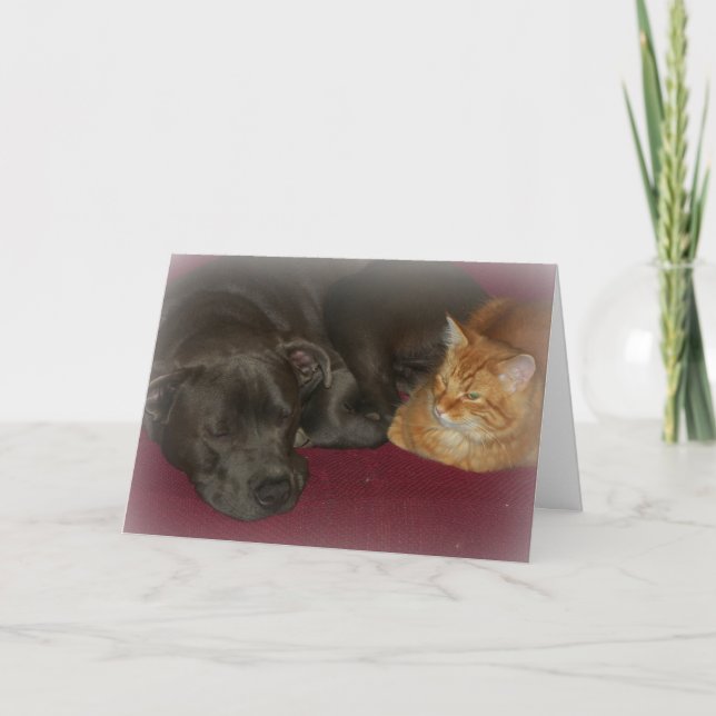 Carte Pitbull et chat tigré amis pour toujours  (Devant)