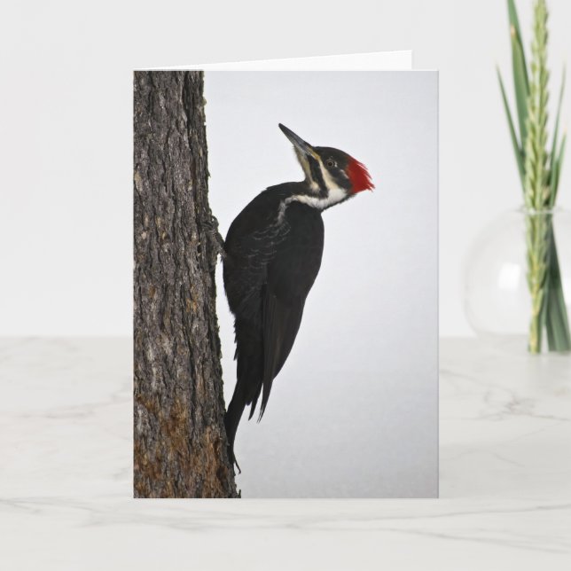 Carte pivert pileated (Devant)