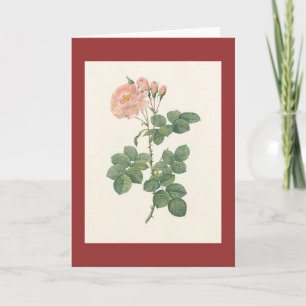 Carte PJ Redoute - aurore de damascena de Rosa