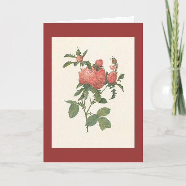 Carte PJ Redoute - Rosa centifolia prolifoliacea (Devant)