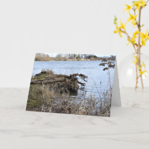 Carte Places perdues, Arbres sur la rive de la rivière