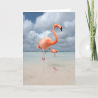 Plage Aruba de Flamants roses