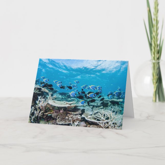 Carte Plages tropicales | Esturgeon Parmi le corail (Devant)