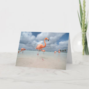 Carte Plages tropicales Flamants roses Beach, Aruba