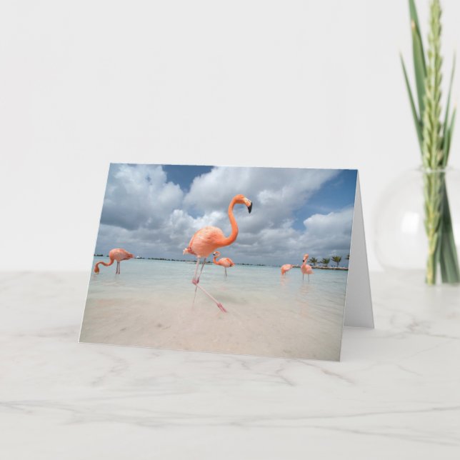 Carte Plages tropicales | Flamants roses Beach, Aruba (Devant)