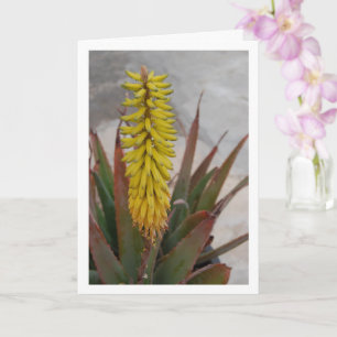 Carte Plante Aloe Vera avec tête de fleur