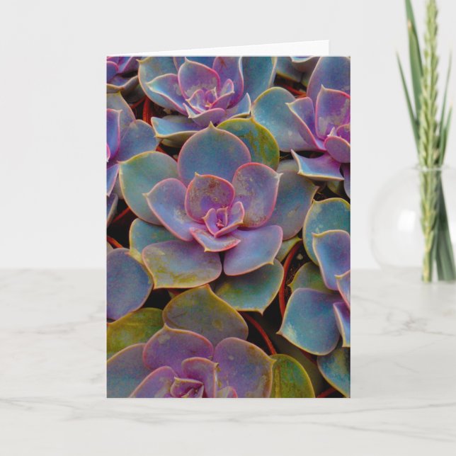 Carte Plante Cactus Succulent bleu violet vert (Devant)