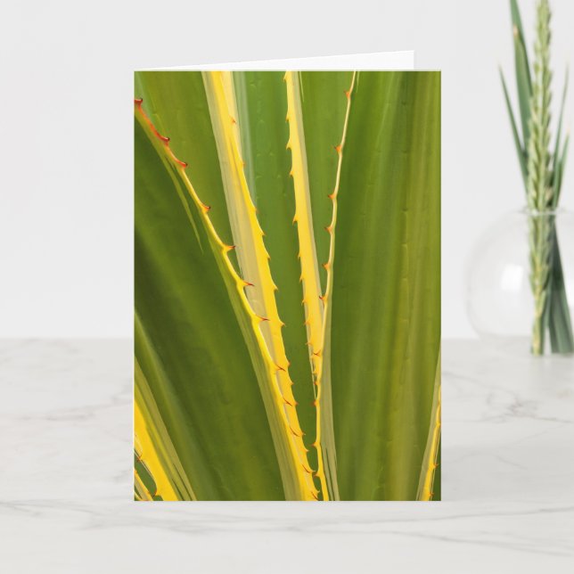 Carte Plante d'Agave Abstrait (Devant)