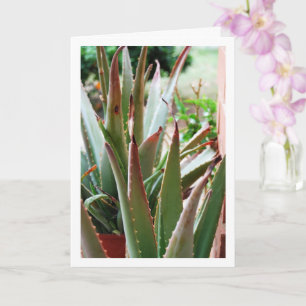 Carte Plante d'Aloe Vera