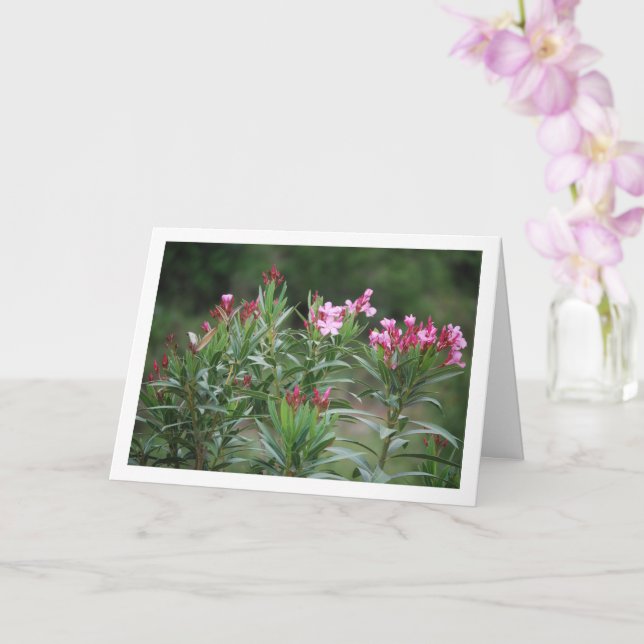 Carte Plante espagnol sauvage Nerium Oleander (Orchidée)