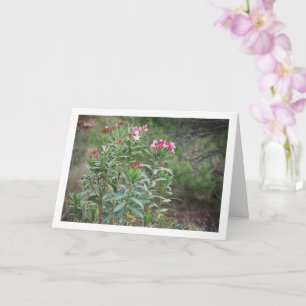 Carte Plante espagnol sauvage Nerium Oleander