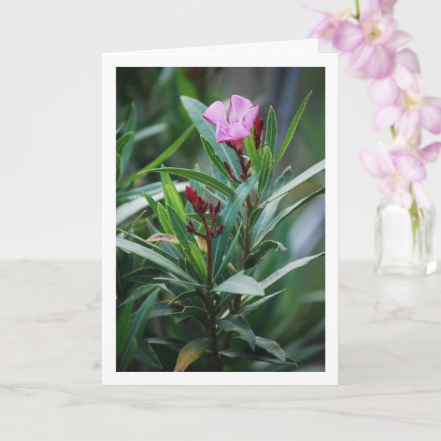 Carte Plante espagnol sauvage Nerium Oleander (Orchidée)