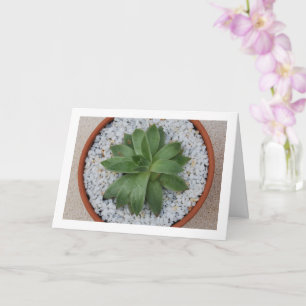 Carte Plante grasse dans un pot de terre cuite