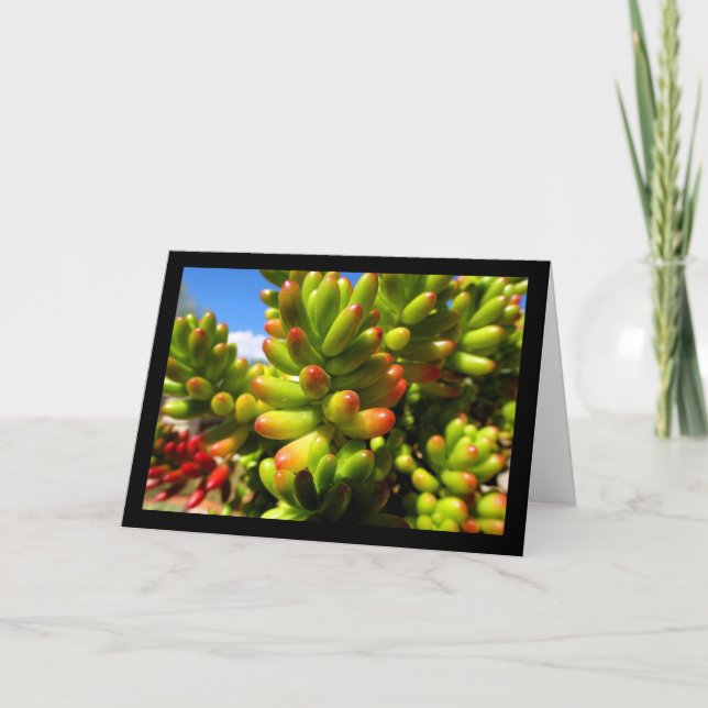 Carte Plante grasse Jelly Bean (Devant)
