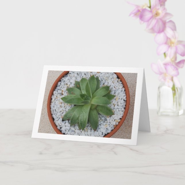 Carte Plante Succulent en Pot de Terracotta (Orchidée)