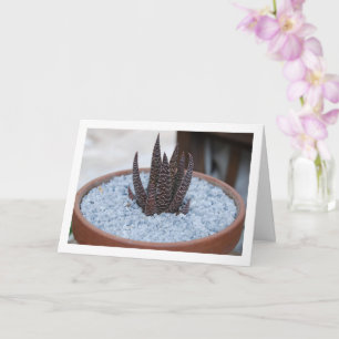 Carte Plante succulente Aloe Twilight Zone