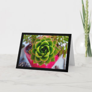 Carte Plante succulente Lipstick Echeveria