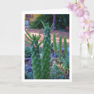 Carte Plantes de Eve's Pin Cactus