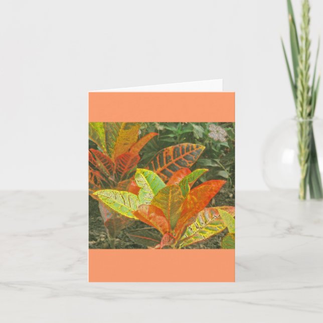 Carte "Plantes tropicaux colorés" (Devant)