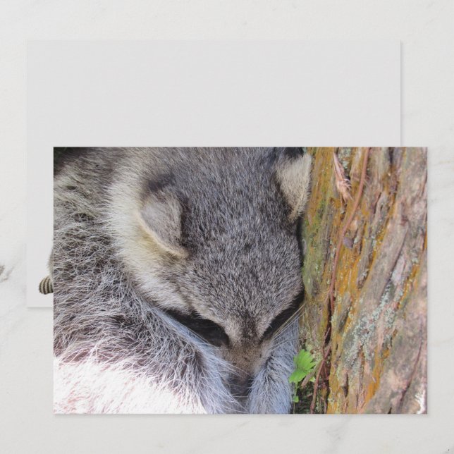 Carte plat couchage jeune Raccoon (Devant / Derrière)
