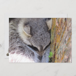 Carte plat couchage jeune Raccoon