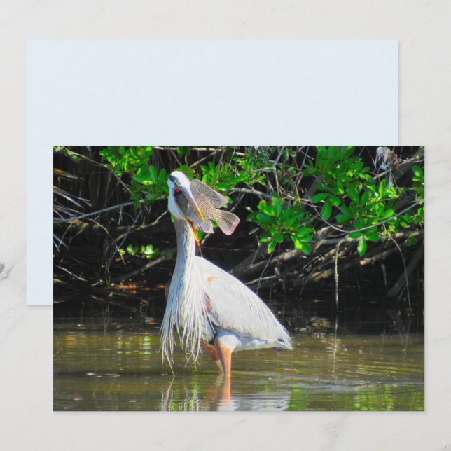 Carte Plat déjeuner Great Blue Heron (Devant / Derrière)