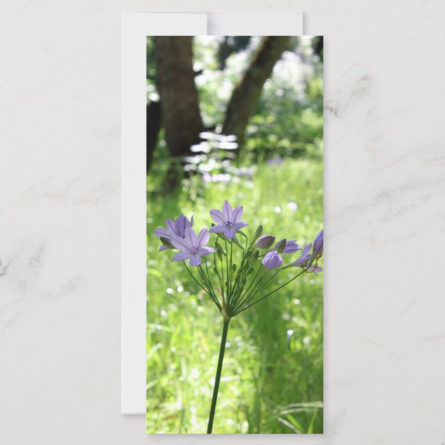 Carte Plat Fleur sauvage violet (Devant)