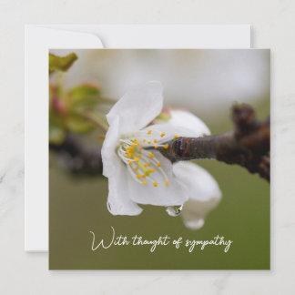 Carte plat Sympathy