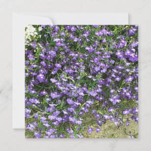 Carte Plate Fleurs de ressort violet