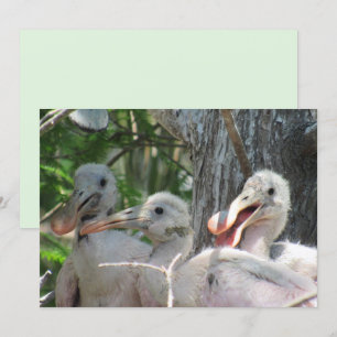 Carte Plate-forme Chicks de spatule