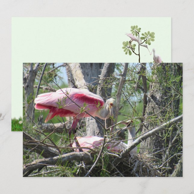 Carte Plate-forme d'imbrication du bec-de-la-cuill (Devant / Derrière)