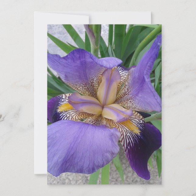 Carte Plate Plate Vive Iris Violet (Devant)