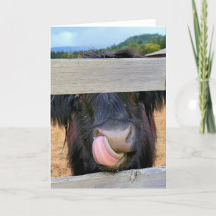 Carte pliée 5 po x 7 po   Scottish Highland Cow