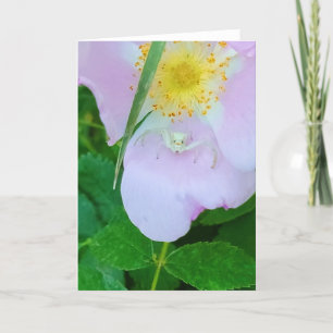 Carte pliée 5 po x 7 po   Smilin' At You