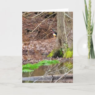 Carte pliée 5 pouces x 7 pouces    Shy Wood Duck