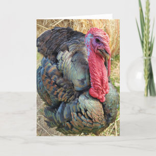 Carte pliée 5 pouces x 7 pouces    Thomas dans la