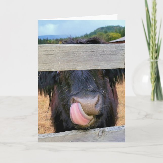 Carte pliée 5 pouces x 7 pouces || Vache écossaise (Devant)